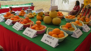Diiferent Varieties of citrus displayed by ARDC, Wengkhar at the exhibition 